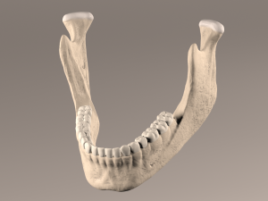 Lower Jaw with Lower Teeth model 3D Model