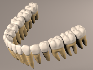 Lower Jaw with Lower Teeth model 3D Model