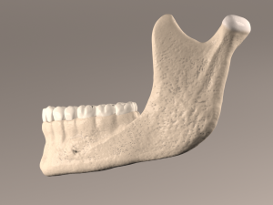 Lower Jaw with Lower Teeth model 3D Model