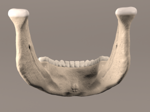 Lower Jaw with Lower Teeth model 3D Model