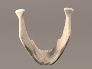 Lower Jaw with Lower Teeth model 3D Model