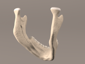 Lower Jaw with Lower Teeth model 3D Model