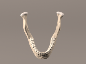 Lower Jaw with Lower Teeth model 3D Model
