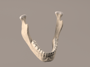 Lower Jaw with Lower Teeth model 3D Model