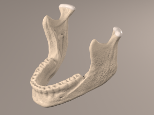 Lower Jaw with Lower Teeth model 3D Model