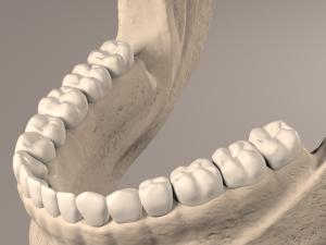Lower Jaw with Lower Teeth model 3D Model