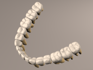 Lower Jaw with Lower Teeth model 3D Model