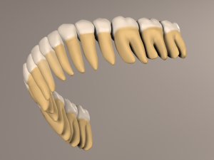 Lower Jaw with Lower Teeth model 3D Model