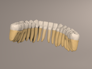 Lower Jaw with Lower Teeth model 3D Model