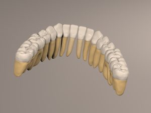 Lower Jaw with Lower Teeth model 3D Model
