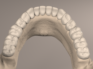 Lower Jaw with Lower Teeth model 3D Model