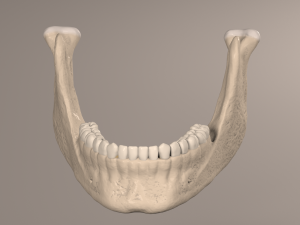 Lower Jaw with Lower Teeth model 3D Model