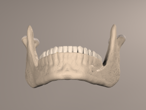 Lower Jaw with Lower Teeth model 3D Model