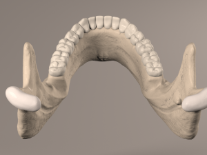 Lower Jaw with Lower Teeth model 3D Model