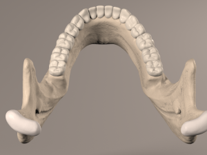 Lower Jaw with Lower Teeth model 3D Model