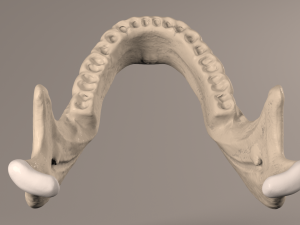 Lower Jaw with Lower Teeth model 3D Model