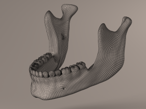 Lower Jaw with Lower Teeth model 3D Model
