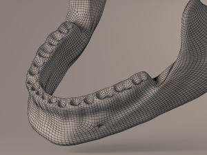 Lower Jaw with Lower Teeth model 3D Model