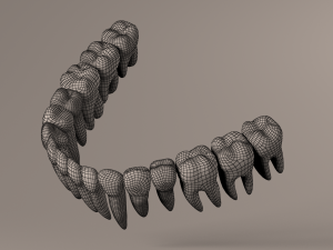 Lower Jaw with Lower Teeth model 3D Model