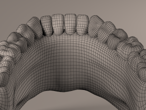 Lower Jaw with Lower Teeth model 3D Model