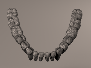Lower Jaw with Lower Teeth model 3D Model
