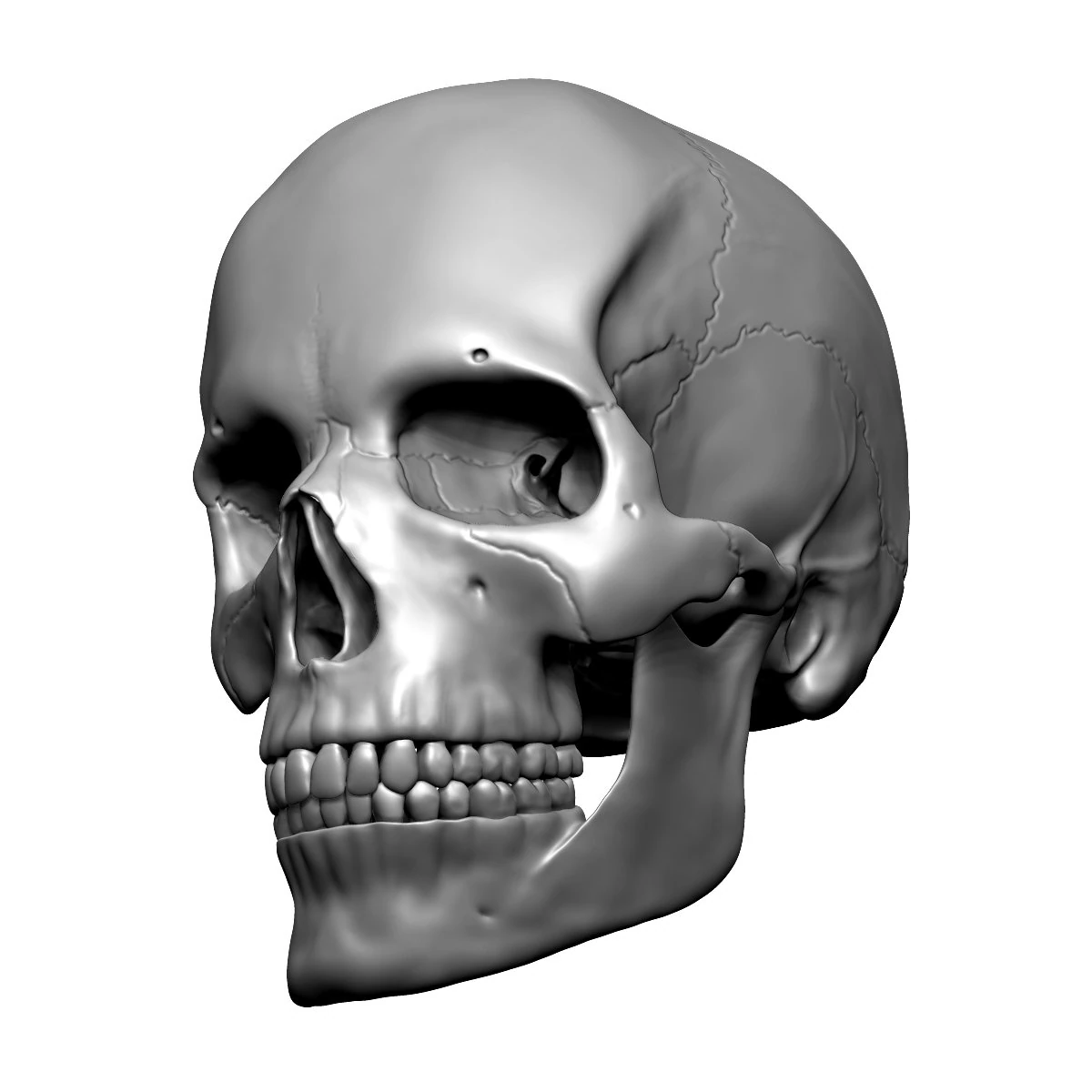 3D Detailed High Poly Human Skull 3D Model .c4d .max .obj .3ds .fbx .stl .blend