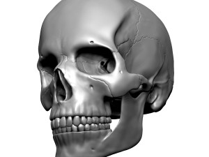 3D Detailed High Poly Human Skull 3D Model