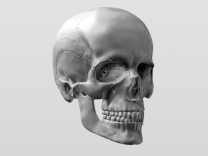 3D Detailed High Poly Human Skull 3D 모델