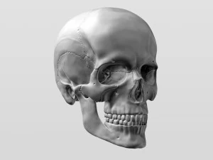 3D Detailed High Poly Human Skull 3D Model
