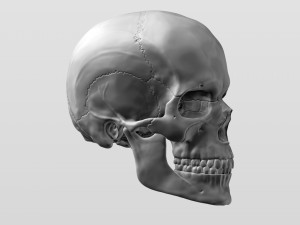 3D Detailed High Poly Human Skull 3D 모델