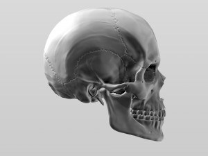 3D Detailed High Poly Human Skull 3D 모델