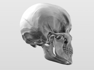 3D Detailed High Poly Human Skull 3D 모델