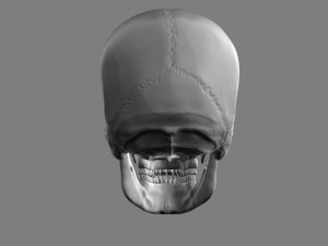 3D Detailed High Poly Human Skull 3D 모델