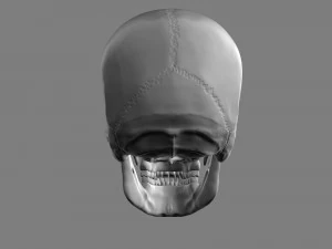 3D Detailed High Poly Human Skull 3D Model