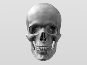 3D Detailed High Poly Human Skull 3D 모델