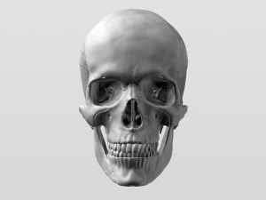 3D Detailed High Poly Human Skull 3D Model