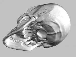 3D Detailed High Poly Human Skull 3D Model