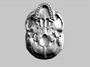 3D Detailed High Poly Human Skull 3D Model