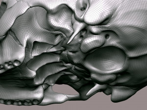 3D Detailed High Poly Human Skull 3D 모델