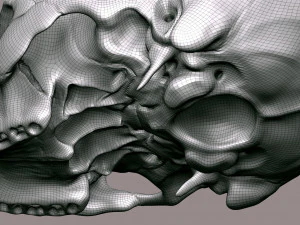 3D Detailed High Poly Human Skull 3D Model