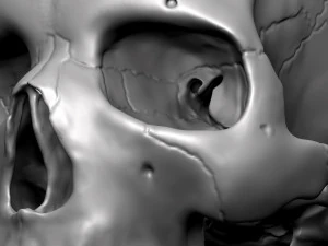 3D Detailed High Poly Human Skull 3D Model