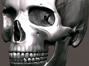 3D Detailed High Poly Human Skull 3D 모델