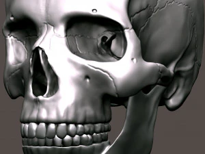 3D Detailed High Poly Human Skull 3D Model