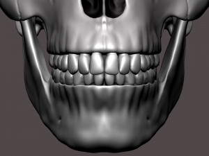 3D Detailed High Poly Human Skull 3D 모델