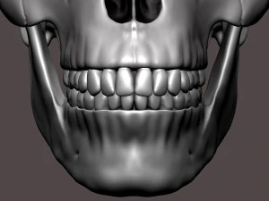 3D Detailed High Poly Human Skull 3D Model