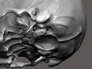 3D Detailed High Poly Human Skull 3D 모델