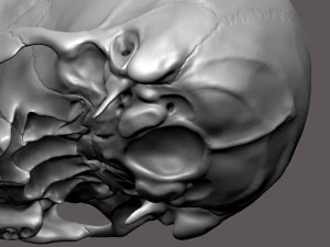 3D Detailed High Poly Human Skull 3D Model
