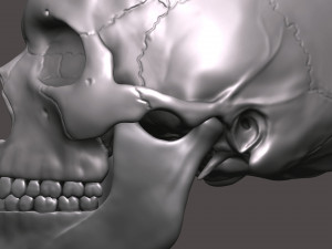 3D Detailed High Poly Human Skull 3D 모델