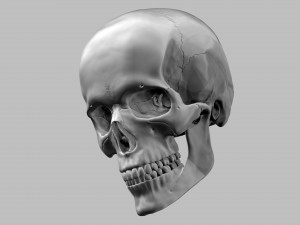 3D Detailed High Poly Human Skull 3D 모델