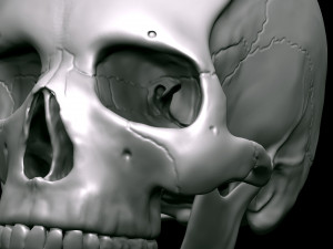 3D Detailed High Poly Human Skull 3D 모델